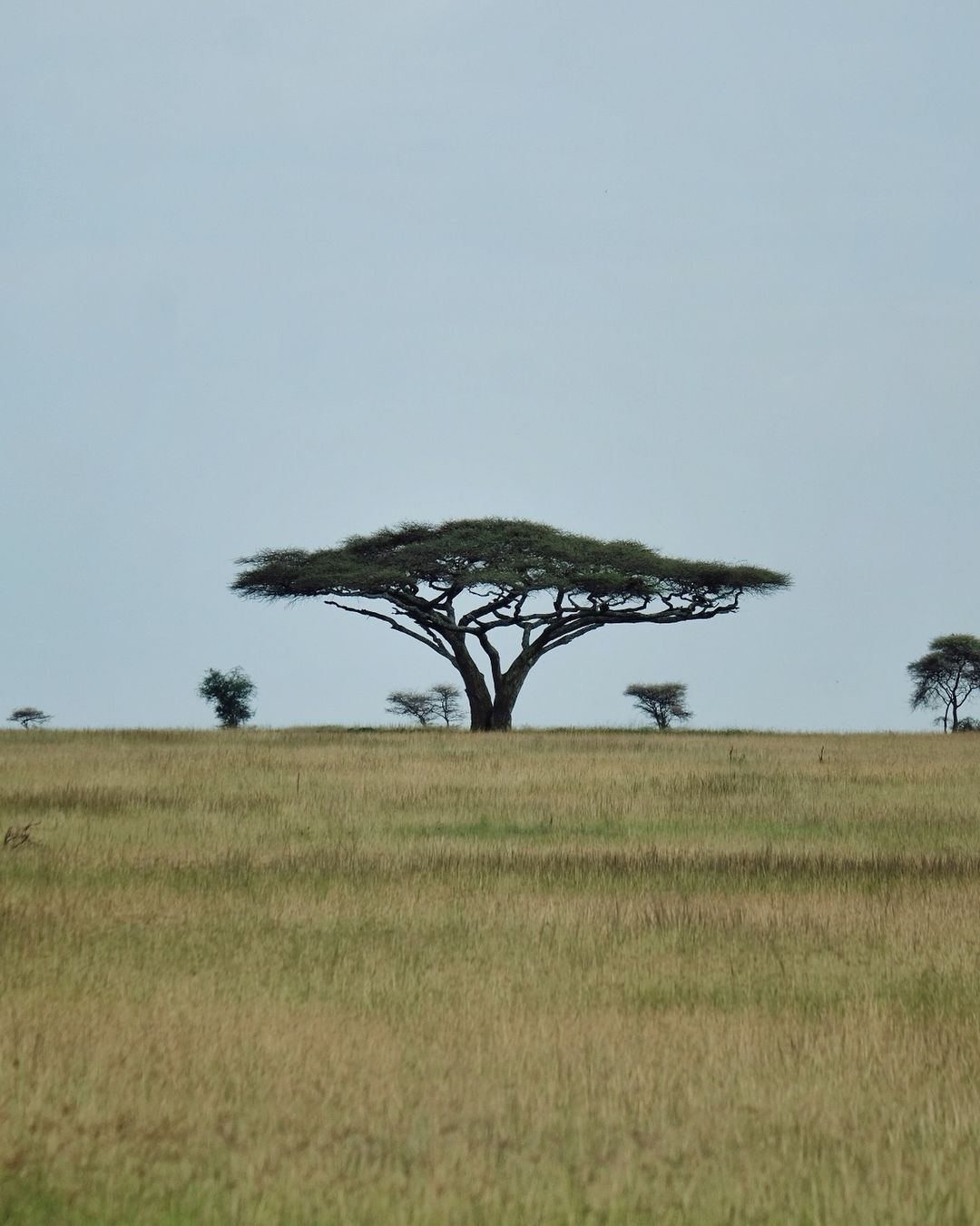 Tanzania 7 days - 6 Nights Mid-Range safari